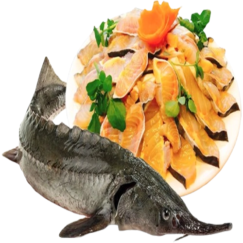 Cá tầm